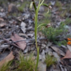 Diuris nigromontana (Black mountain leopard orchid) at Point 4372 - 22 Oct 2015 by CathB