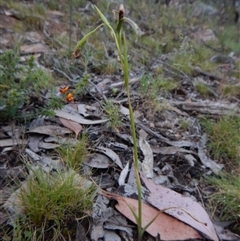 Diuris nigromontana at Undefined Area - suppressed