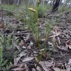 Diuris sulphurea (Tiger Orchid) at Molonglo Valley, ACT - 22 Oct 2015 by CathB