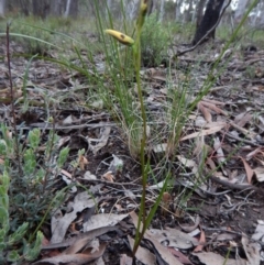 Diuris sulphurea (Tiger Orchid) at Point 4372 - 22 Oct 2015 by CathB