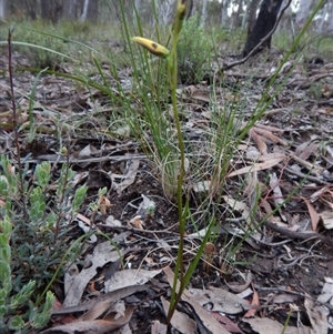 Diuris sulphurea at Point 4372 - 22 Oct 2015