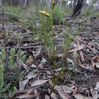 Diuris sulphurea (Tiger Orchid) at Point 4372 - 22 Oct 2015 by CathB