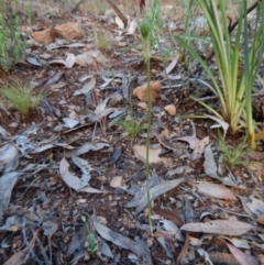 Glossodia major (Wax Lip Orchid) at Molonglo Valley, ACT - 22 Oct 2015 by CathB