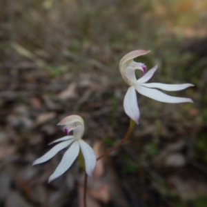 Caladenia moschata at Belconnen, ACT - suppressed