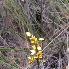 Diuris sulphurea (Tiger Orchid) at Acton, ACT - 3 Nov 2015 by julesS