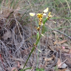 Diuris sulphurea (Tiger Orchid) at Acton, ACT - 3 Nov 2015 by julesS