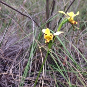 Diuris sulphurea at Point 25 - 3 Nov 2015