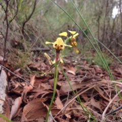 Diuris sulphurea (Tiger Orchid) at Acton, ACT - 3 Nov 2015 by julesS