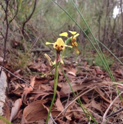 Diuris sulphurea (Tiger Orchid) at Acton, ACT - 3 Nov 2015 by julesS