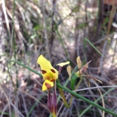 Diuris sulphurea (Tiger Orchid) at Acton, ACT - 3 Nov 2015 by julesS