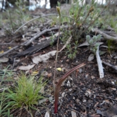 Thelymitra sp. (A Sun Orchid) at Molonglo Valley, ACT - 22 Oct 2015 by CathB