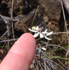 Caladenia cucullata (Lemon Caps) at Acton, ACT - 3 Nov 2015 by julesS