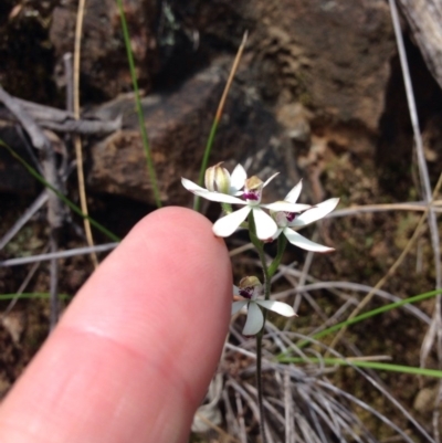 Caladenia cucullata (Lemon Caps) at Acton, ACT - 3 Nov 2015 by julesS