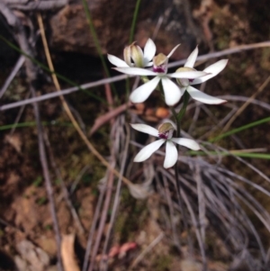 Caladenia cucullata at Point 29 - 3 Nov 2015