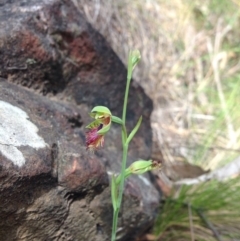 Calochilus montanus (Copper Beard Orchid) at Acton, ACT - 3 Nov 2015 by julesS