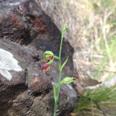 Calochilus montanus (Copper Beard Orchid) at Black Mountain - 3 Nov 2015 by julesS