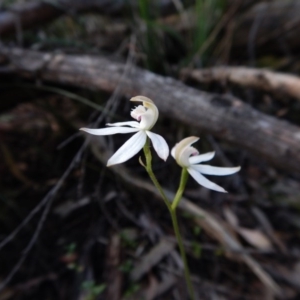 Caladenia moschata at Belconnen, ACT - 22 Oct 2015