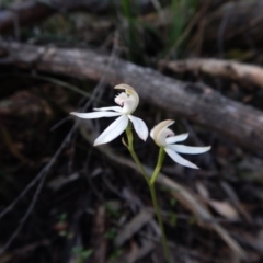 Caladenia moschata (Musky Caps) at Belconnen, ACT - 22 Oct 2015 by CathB