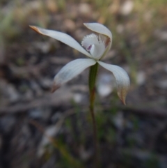 Caladenia ustulata (Brown Caps) at Molonglo Valley, ACT - 14 Oct 2015 by CathB