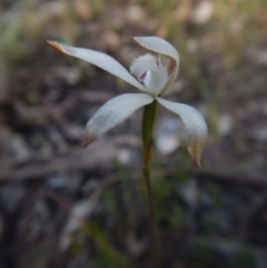 Caladenia ustulata (Brown Caps) at Aranda Bushland - 14 Oct 2015 by CathB