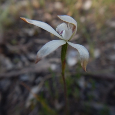 Caladenia ustulata (Brown Caps) at Molonglo Valley, ACT - 14 Oct 2015 by CathB