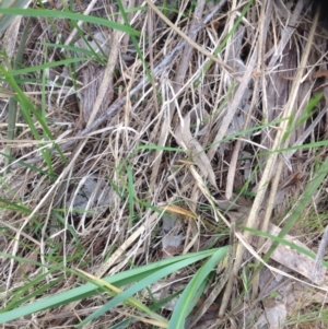 Dianella sp. aff. longifolia (Benambra) at Molonglo River Reserve - 30 Oct 2015 03:51 PM