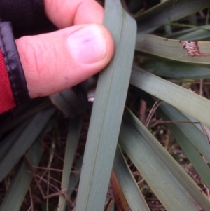 Dianella sp. aff. longifolia (Benambra) at Franklin, ACT - 3 Nov 2015