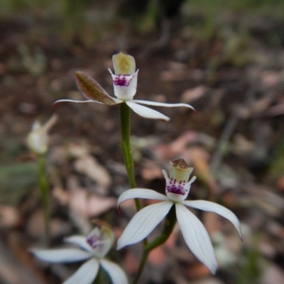Caladenia moschata (Musky Caps) at Point 4372 - 22 Oct 2015 by CathB