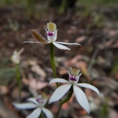 Caladenia moschata (Musky caps) at Point 4372 - 22 Oct 2015 by CathB
