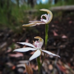 Caladenia moschata (Musky Caps) at Point 4372 - 22 Oct 2015 by CathB