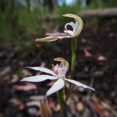 Caladenia moschata (Musky Caps) at Molonglo Valley, ACT - 22 Oct 2015 by CathB