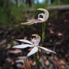 Caladenia moschata (Musky caps) at Point 4372 - 22 Oct 2015 by CathB