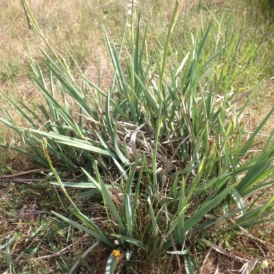 Dianella sp. aff. longifolia (Benambra) (Pale Flax Lily, Blue Flax Lily) at Mulanggari Grasslands - 3 Nov 2015 by RichardMilner