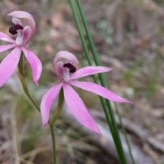 Caladenia congesta (Pink Caps) at Point 38 - 3 Nov 2015 by NickWilson