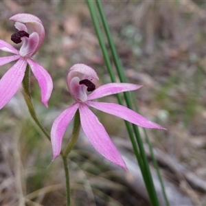 Caladenia congesta at Point 38 - 3 Nov 2015