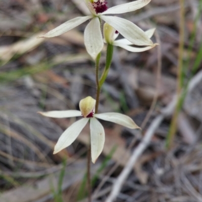 Caladenia cucullata (Lemon Caps) at Acton, ACT - 3 Nov 2015 by NickWilson