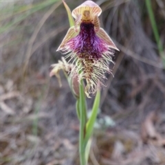 Calochilus platychilus (Purple beard orchid) at Acton, ACT - 3 Nov 2015 by NickWilson