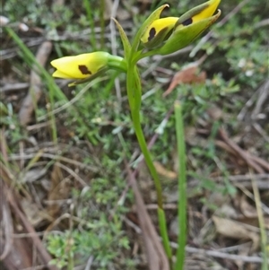 Diuris sulphurea at Point 11 - suppressed