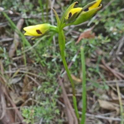 Diuris sulphurea (Tiger Orchid) at Black Mountain - 23 Oct 2015 by galah681