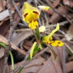 Diuris sulphurea (Tiger Orchid) at Point 38 - 3 Nov 2015 by NickWilson