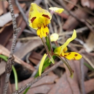 Diuris sulphurea at Point 38 - 3 Nov 2015