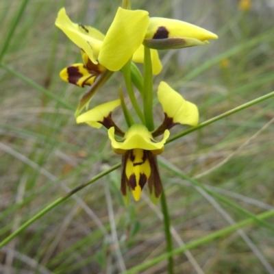 Diuris sulphurea (Tiger Orchid) at Canberra Central, ACT - 24 Oct 2015 by galah681