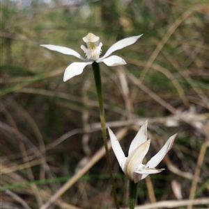 Caladenia moschata at Undefined Area - suppressed