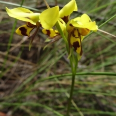 Diuris sulphurea (Tiger Orchid) at Canberra Central, ACT - 23 Oct 2015 by galah681