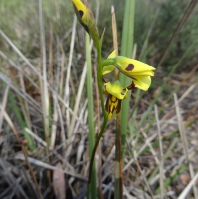 Diuris sulphurea (Tiger Orchid) at Black Mountain - 23 Oct 2015 by galah681