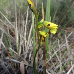 Diuris sulphurea (Tiger Orchid) at Canberra Central, ACT - 23 Oct 2015 by galah681