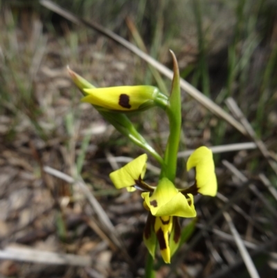 Diuris sulphurea (Tiger Orchid) at Point 14 - 24 Oct 2015 by galah681