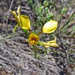 Diuris nigromontana (Black Mountain Leopard Orchid) at Canberra Central, ACT - 24 Oct 2015 by galah681