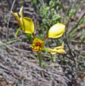 Diuris nigromontana at Canberra Central, ACT - 24 Oct 2015