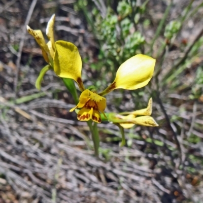 Diuris nigromontana (Black Mountain Leopard Orchid) at Black Mountain - 24 Oct 2015 by galah681